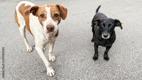 Canvas Print Two stray dogs stand on street