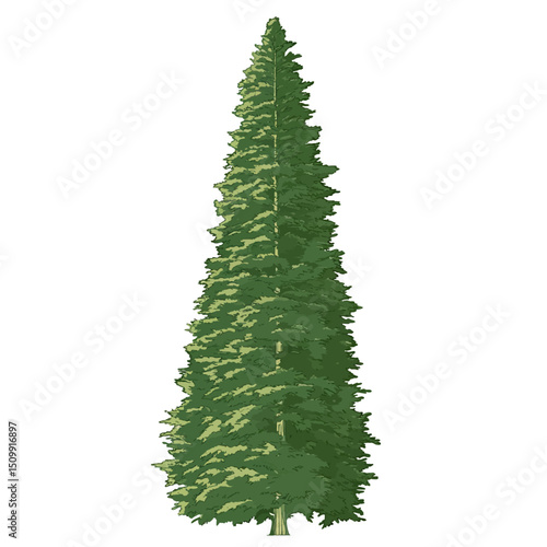 Linden tree isolated on white 