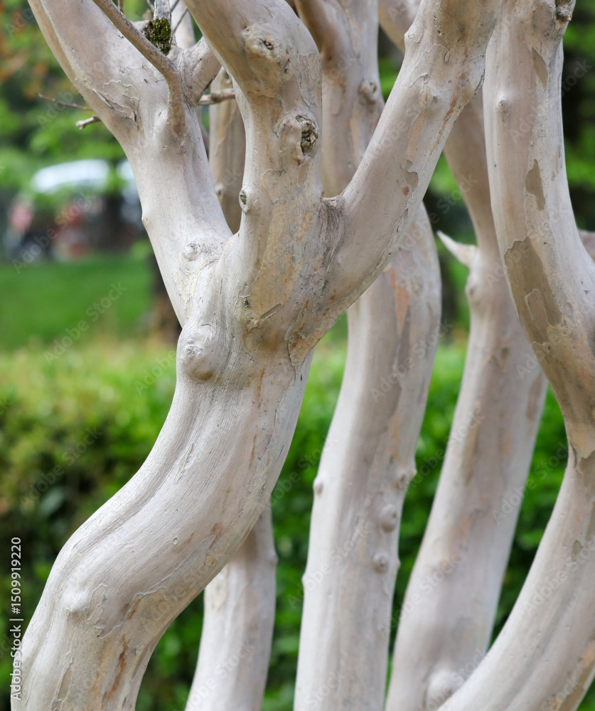 Naklejka premium A tree with a white trunk and brown bark