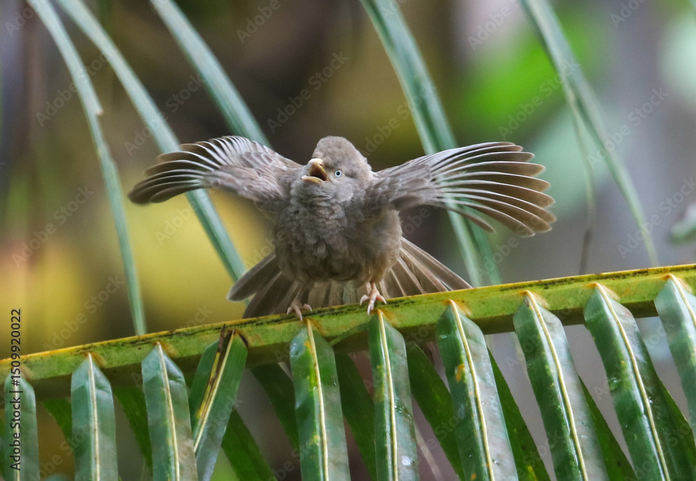 Fototapeta premium A small bird is perched on a leafy branch, its wings spread wide