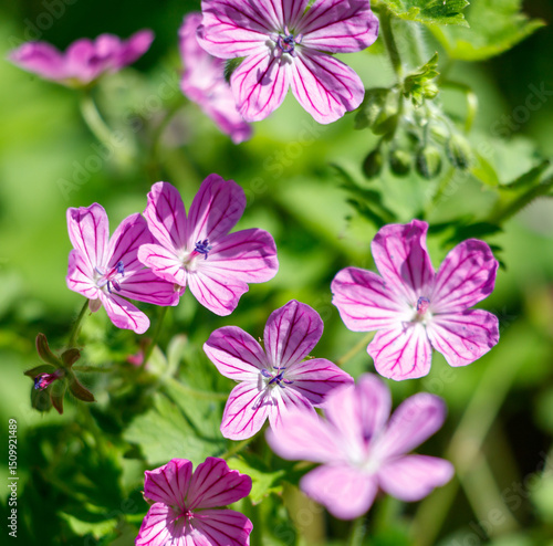 A bunch of pink flowers with white stripes