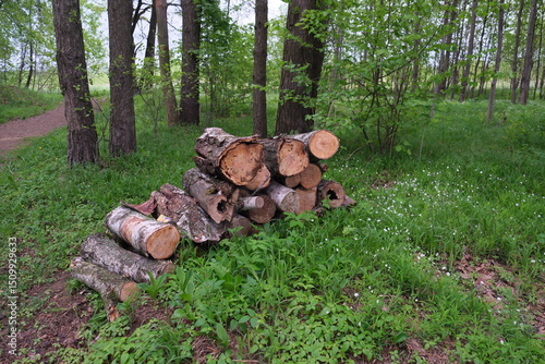 stack of firewood