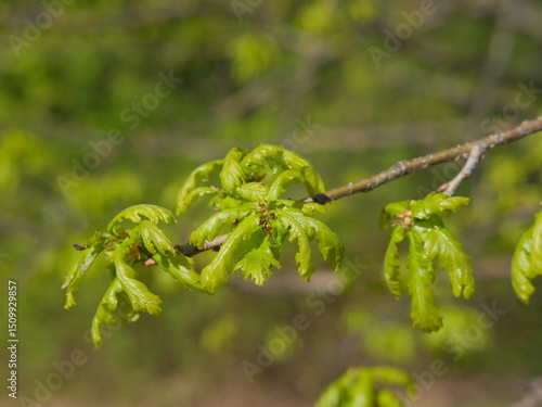 green leaves on a branch