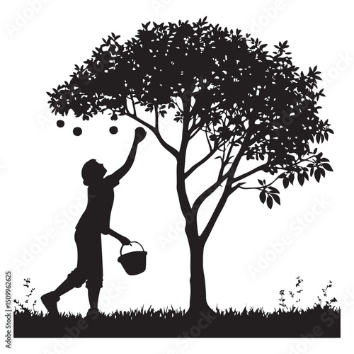 Silhouette of a man picking fruit from a tree 