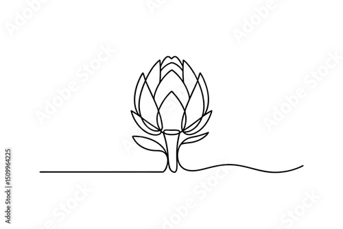Single line drawing of a protea flower