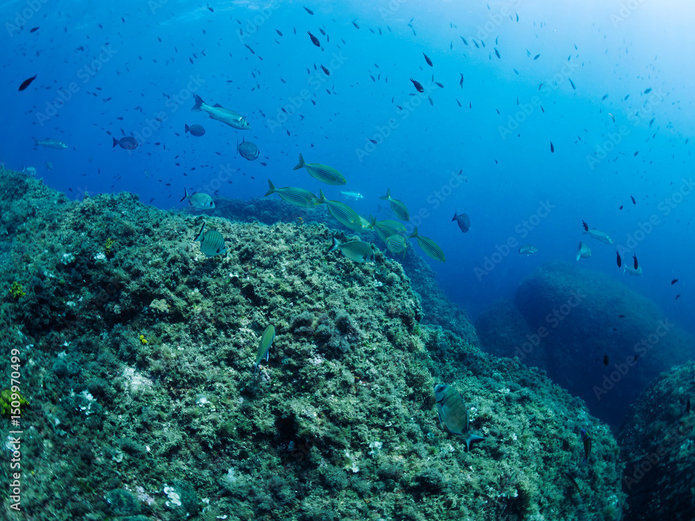 Fototapeta premium group of different species of fish swimming along the seabed next to rocks covered in algae, concept of marine wildlife