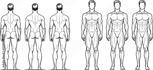 Male Anatomy Reference Vector Set. Front and Back Muscular Body Outline for Artists, Anatomy Study, and Character Design Templates. Vector illustration