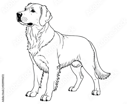 Cute golden retriever Illustration Coloring Book
