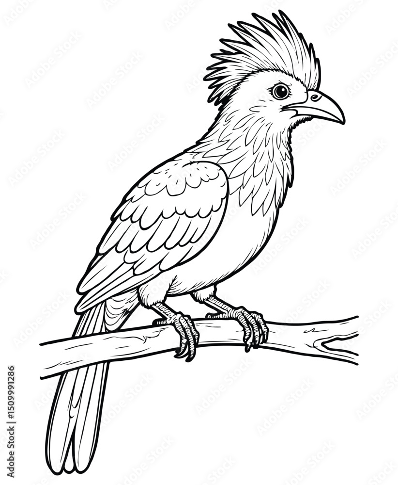 Obraz premium Cute hoatzin bird Illustration Coloring Book