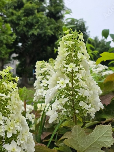 white flowers in the garden