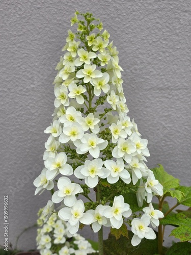 Oakleaf Hydrangea Flowers in Full Bloom
