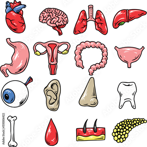 human organ illustration set