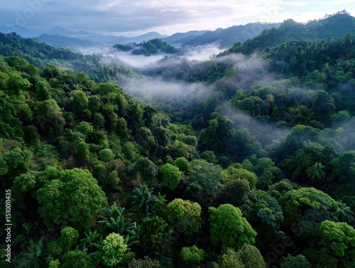 Misty tropical rainforest with mountains at dawn.