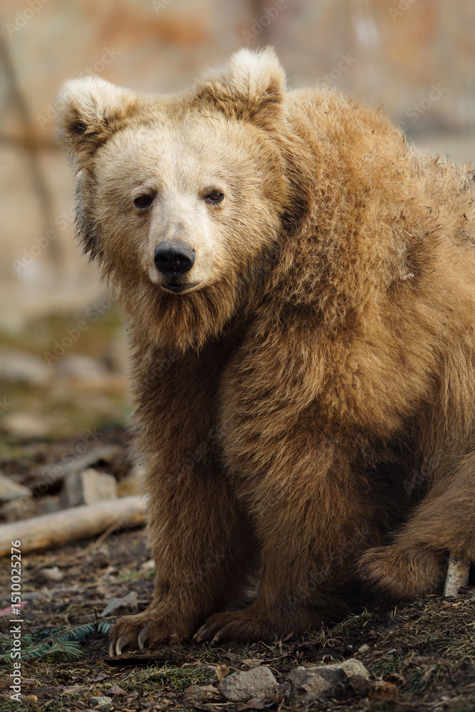 Fototapeta premium Portrait of Himalayan brown bear