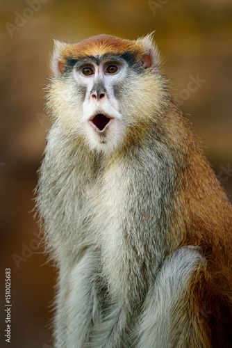 Portrait of Patas monkey in zoo