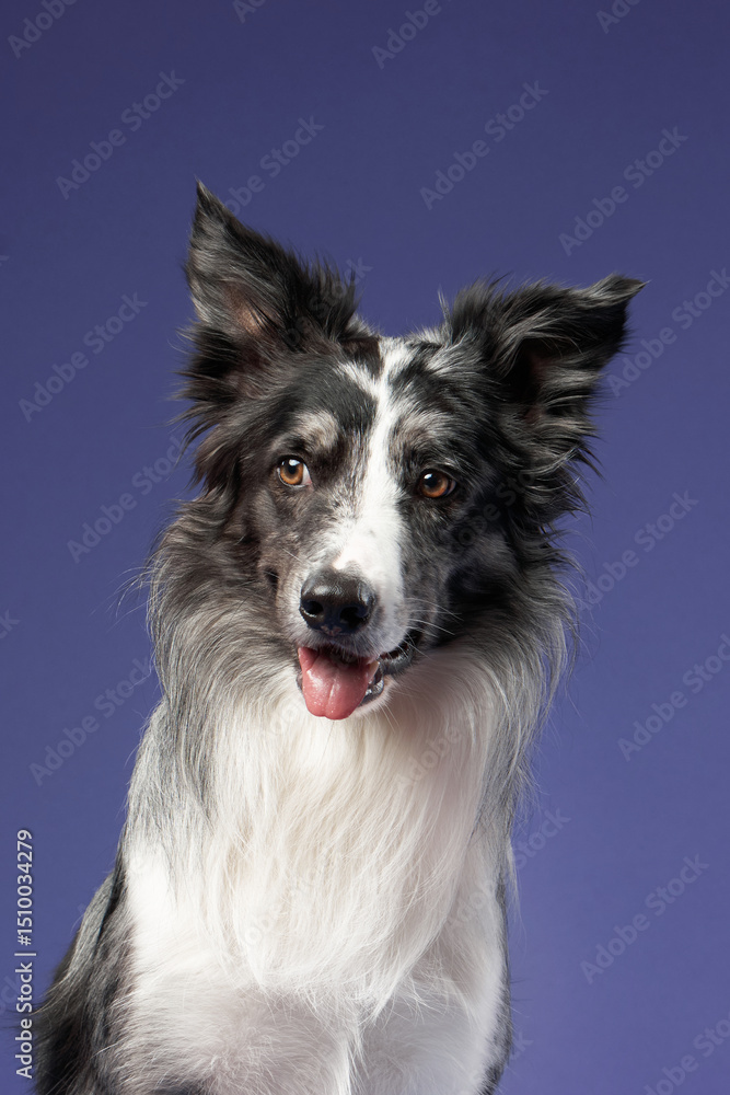 Fototapeta premium A close-up portrait of a Border Collie with its tongue slightly sticking out, set against a deep purple background. The playful expression makes the dog look happy and friendly.