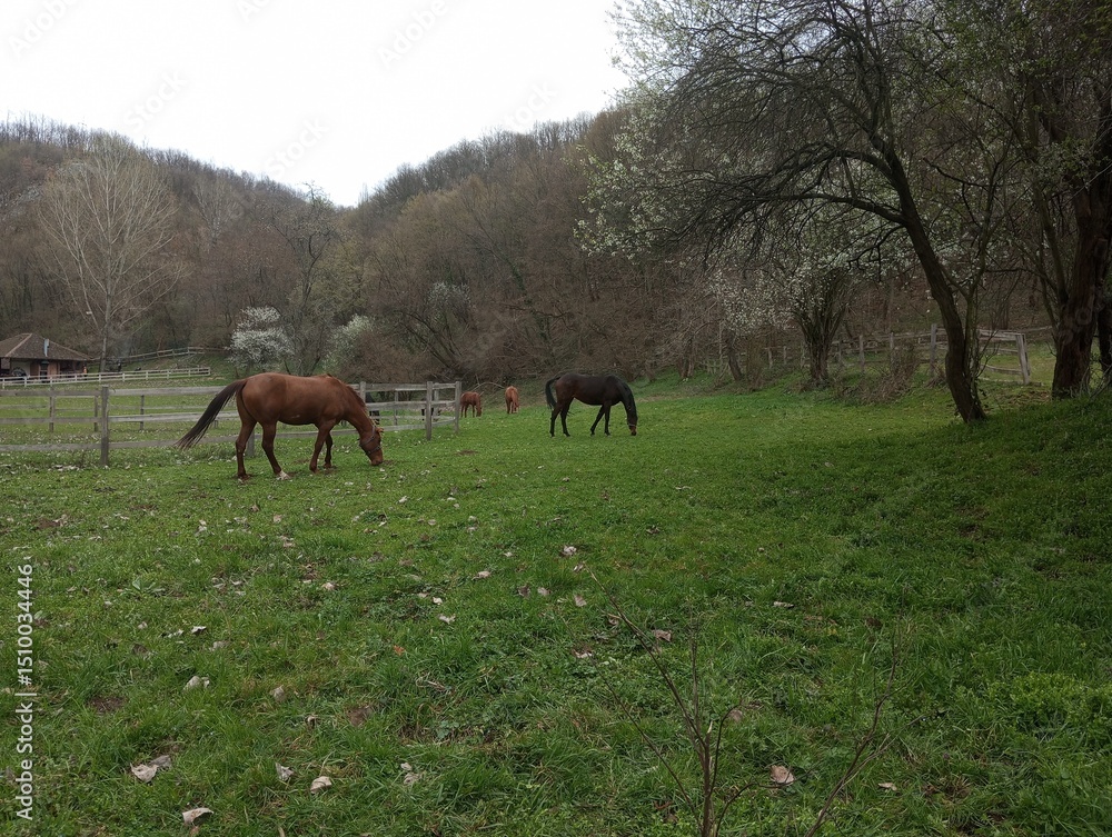 Horses are grazing 3 Horses are grazing 3