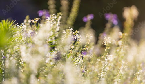Beautiful spring background...