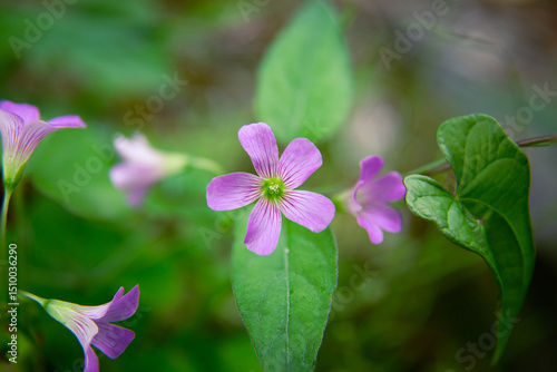 Vibrant Pink Oxalis Flowers Blooming in Early Summer Garden with Soft Bokeh Background