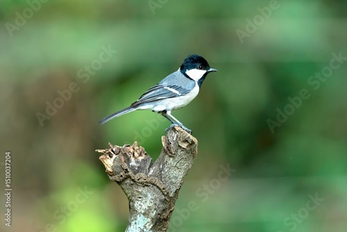 Cinereous tit, Parus cinereus, Salim Ali Bird Sanctuary, Thattekad, Kerala, India
