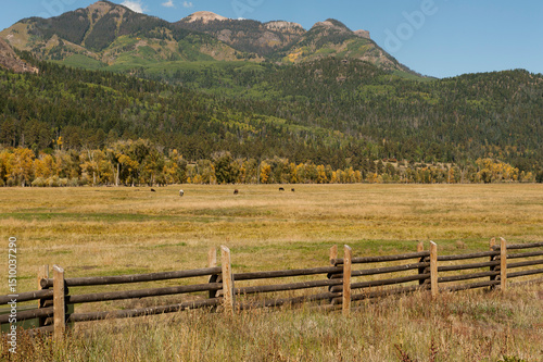 A beautiful meadow in Colorado stretches across the scene, with a rustic wooden fence in the foreground. Cattle graze peacefully on the lush grass, while the  Rocky Mountains rise in the background