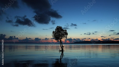 沖縄県　石垣島　マングローブ
