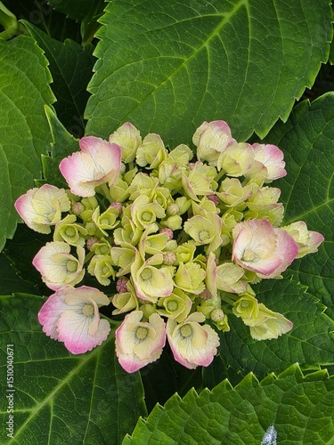 Soft Green and Pink Hydrangea Blossoms Surrounded by Lush Leaves
