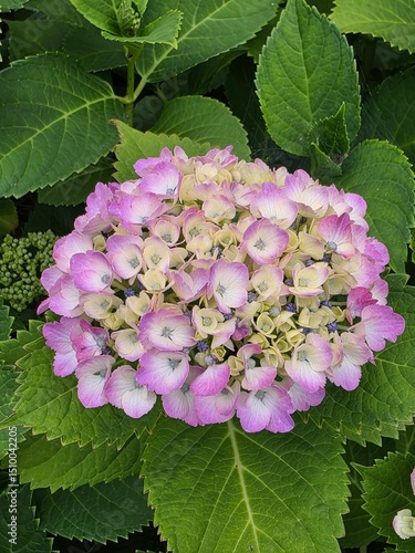 Full Bloom Pink-Purple Hydrangea Flower Cluster with Lush Green Leaves