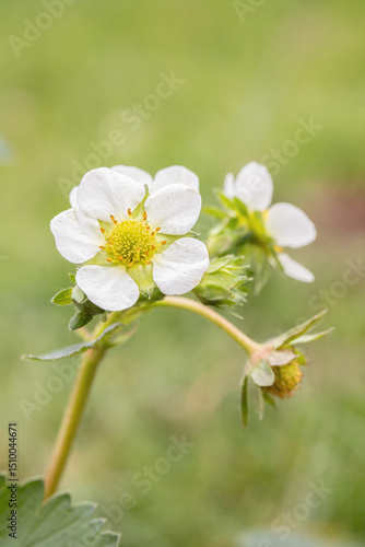 White strawberry blossom. Detail shot.