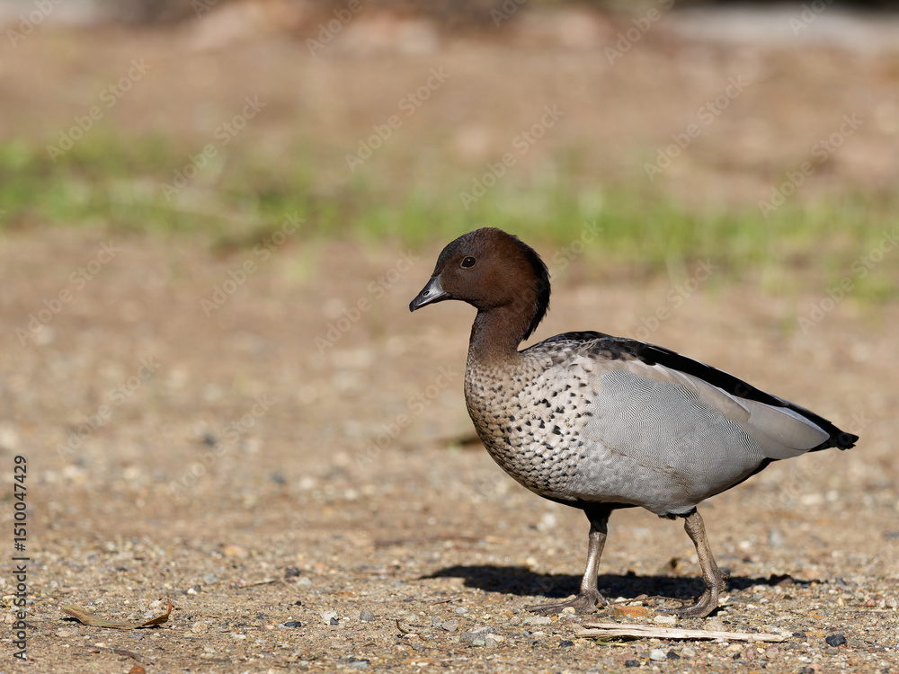 Male Australian Wood Duck, Maned Duck or Maned Goose (Chenonetta jubata) grazing on gravel and dirt path with bokeh background Male Australian Wood Duck, Maned Duck or Maned Goose (Chenonetta jubata) grazing on gravel and dirt path with bokeh background