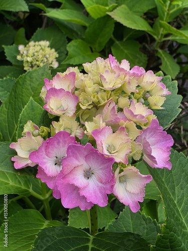 Hydrangea Bloom with Pink and Light Green Petals in Natural Garden Setting