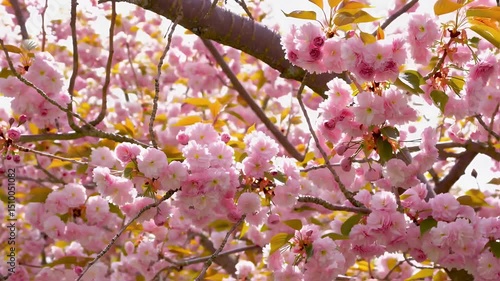 Cherry Blossoms in Full Bloom with Gentle Breeze and Golden Sunlight