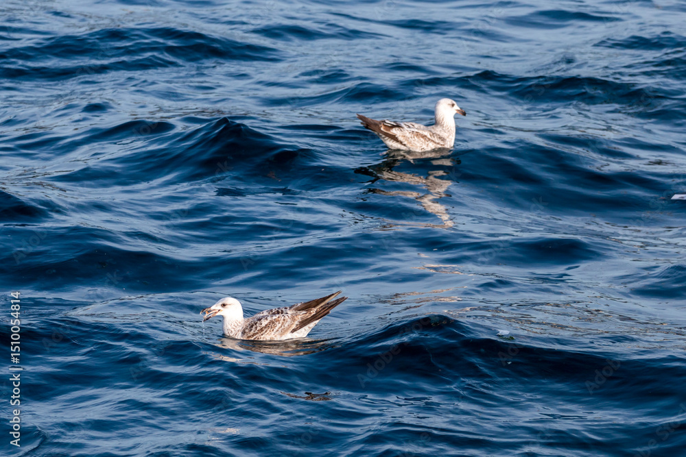 Fototapeta premium Seagulls swimming in the Bosphorus Bay