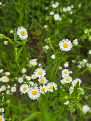 White Wildflowers with Yellow Centers in Natural  Meadow