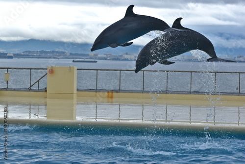 イルカ　福岡　水族館