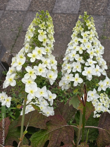 ทOakleaf Hydrangea Flowers in Full Bloom with Cone-Shaped Clusters
