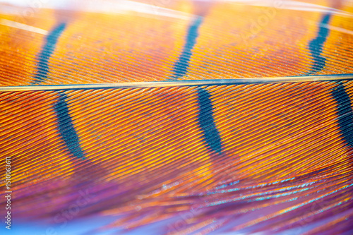 Look at the elegance and grace of this pheasant feather! Its unearthly beauty reminds us of the countless wonders of the natural kingdom. Let this charming train inspire your imagination!