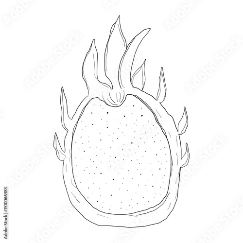 Dragonfruit sketch drawing, pitahaya or pitaya fruit. Doodle summer exotic tropical sweet dessert.