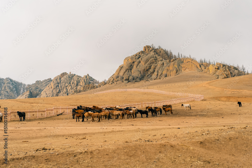 A herd of horses stands peacefully in the vast Mongolian steppe. A herd of horses stands peacefully in the vast Mongolian steppe.