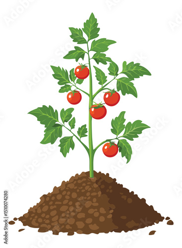 Tomato plant on soil