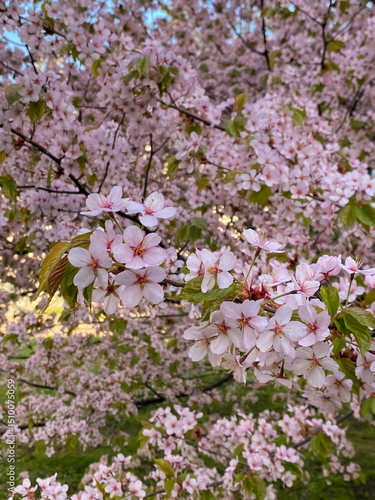 Branches of lush blooming cherry blossoms in spring, vibrant and delicate flowers symbolizing renewal and beauty Branches of lush blooming cherry blossoms in spring, vibrant and delicate flowers symbolizing renewal and beauty