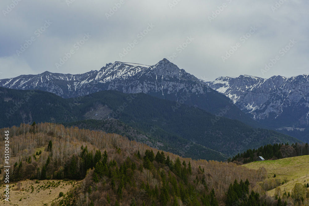 Obraz premium snow covered mountains with pine trees and cloudy sky in carpathians range romania