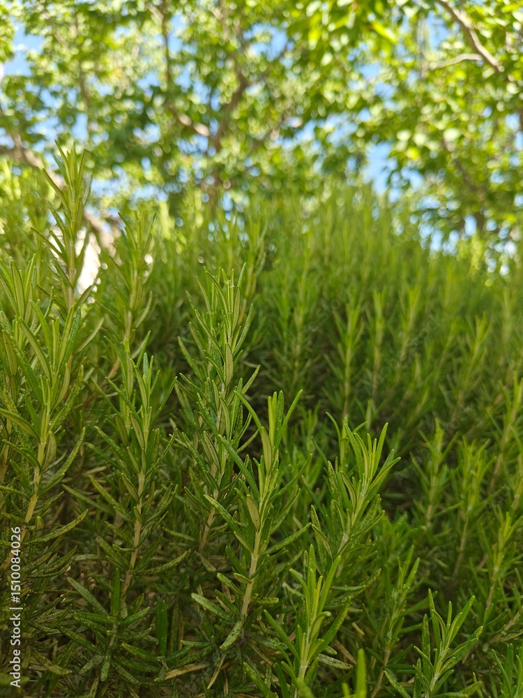 Obraz premium A vibrant close-up photograph of a rosemary (Rosmarinus officinalis) bush bathed in sunlight. The image conveys freshness, natural beauty, and the aromatic essence of this Mediterranean herb. Annaba. 