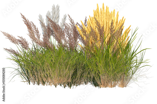 Fototapeta Wildflowers and grass shrub isolated on transparent background
