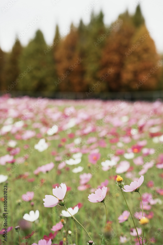 Fototapeta premium pink flowers in the field
