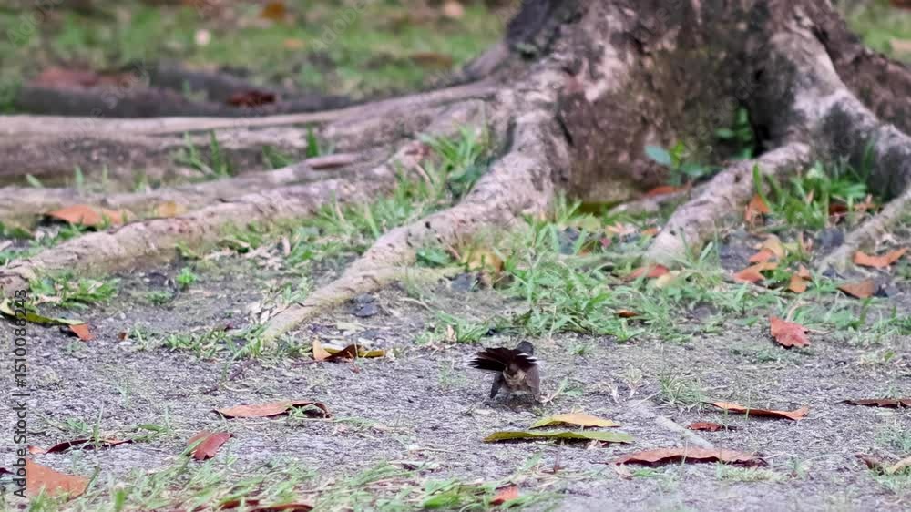 Small Bird Exploring Tree Roots and Ground Small Bird Exploring Tree Roots and Ground