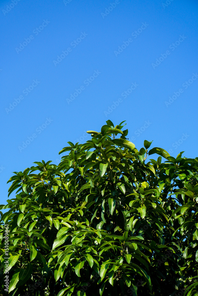 Vertical mango tree with clear blue sky in natural daylight Vertical mango tree with clear blue sky in natural daylight