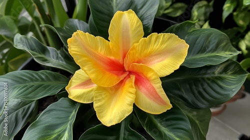 Vibrant Yellow Flower with Orange Center Blooming in Lush Green Foliage
