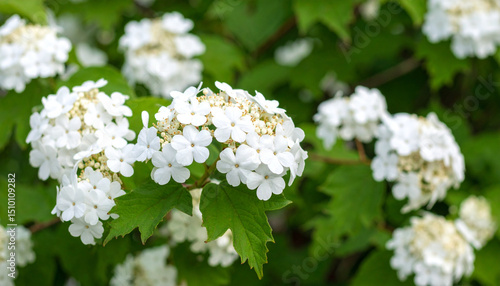 White viburnum flowers bloom in clusters with bright green leaves in natural garden setting, showcasing delicate petals and fresh foliage in soft daylight