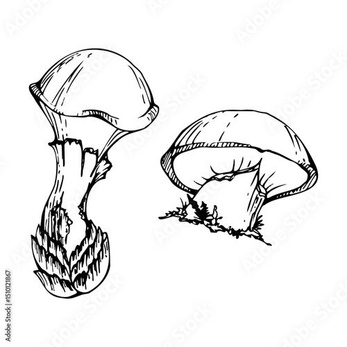 Suillus larch bolete slippery jack mushroom fungus. Single element hand drawn in vector ink. Autumn forest harvest, vegan cooking edible raw ingredient. Seasonal menu recipe cards, kitchen cookbooks